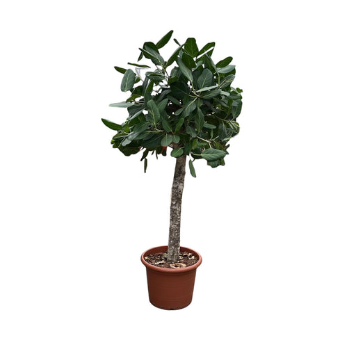 ficus-benghalensis-boom-180-cm-o45