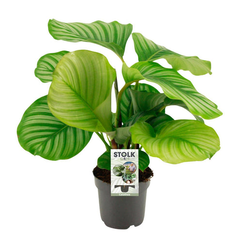 calathea-orbifolia-50cm-o14