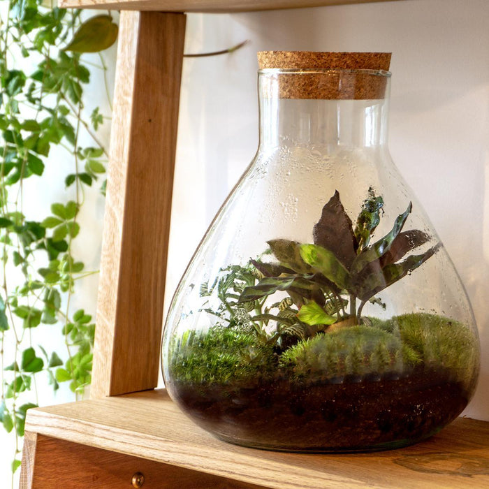 diy-terrarium-sammie-↕-27-cm