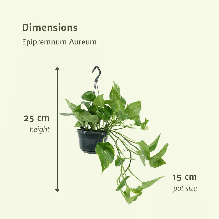 2x-epipremnum-aureum-scindapsus-25cm-o15