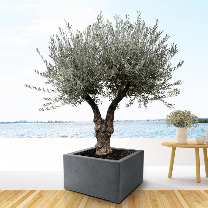 olea-europaea-bonsai-vertakt-220cm-o50