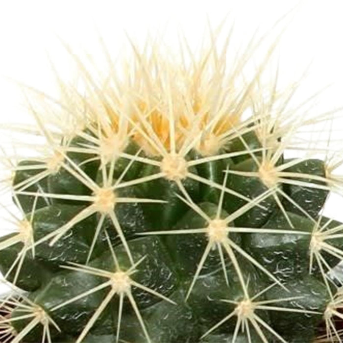 cactus-mix-5-5-cm-5x-in-mexicaanse-pot