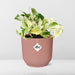 epipremnum-pinnatum-happy-leaf-in-elho-vibes-fold-14cm-roze