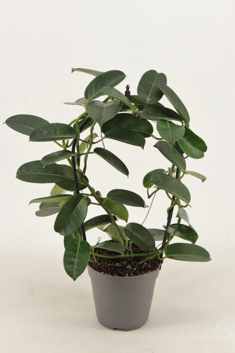 stephanotis-evergreen-o12cm-↕40cm