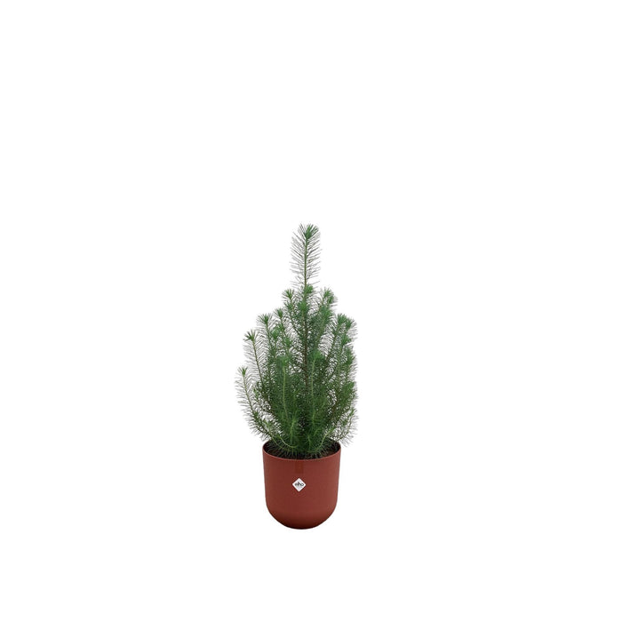 combi-deal-pinus-pinea-inclusief-elho-jazz-round-tuscan-red-o19-50-cm