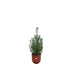 combi-deal-pinus-pinea-inclusief-elho-jazz-round-tuscan-red-o19-50-cm