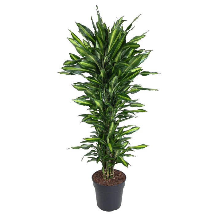 dracaena-cintho-vertakt-150-cm-o31