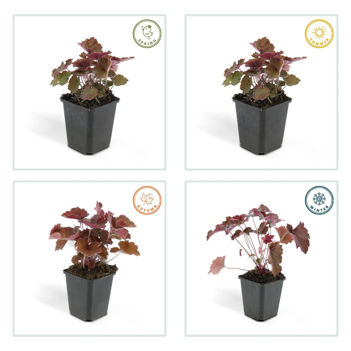 heuchera-mic-palace-purple-↕25cm-o9cm