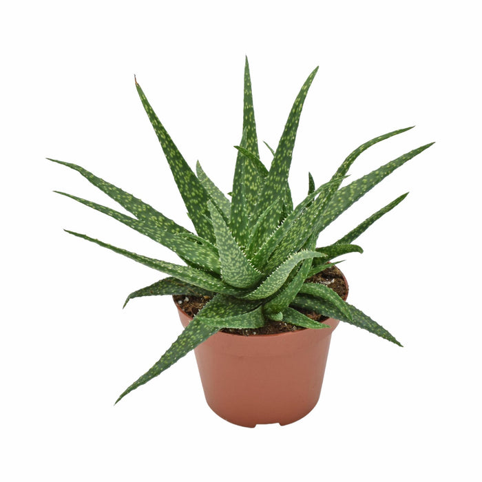 aloe-molo-o10-5cm-↕15cm