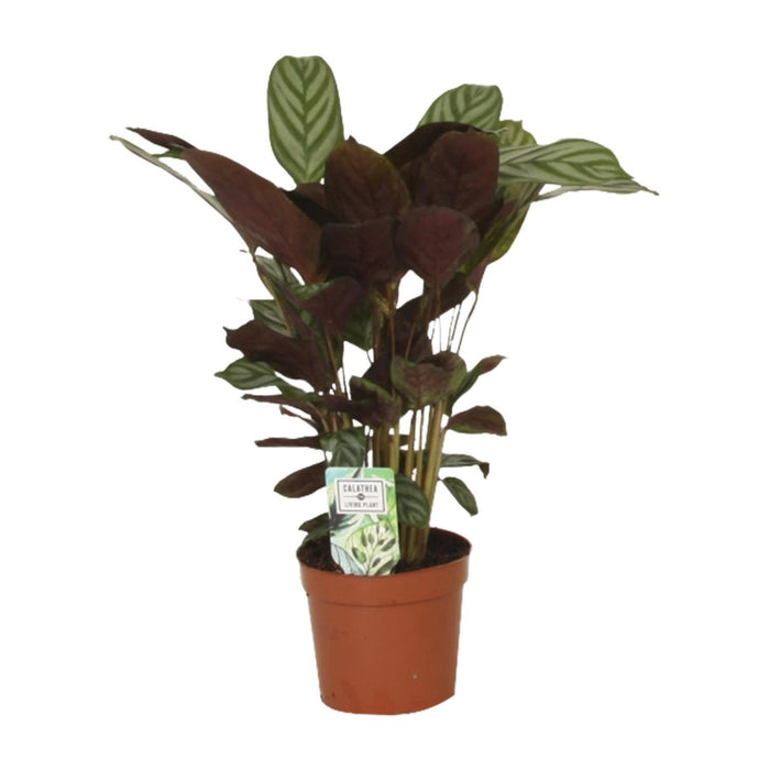 calathea-compactstar-o12-↕40