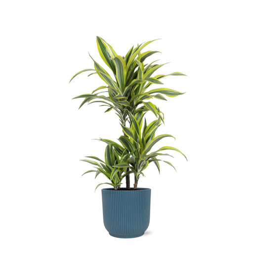 dracaena-lemon-lime-o21cm-↕65cm-in-vibes-blue-pot