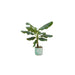 combi-deal-bananenplant-musa-inclusief-ocean-round-pacifisch-groen-o22-100-cm