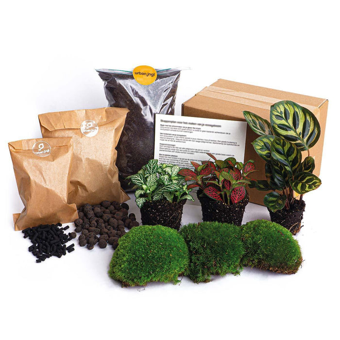 planten-terrarium-pakket-diy-calathea-makoyana-navulling-startpakket-package-2