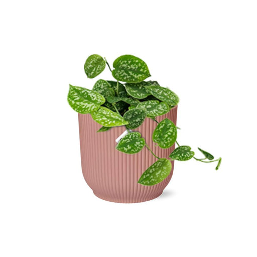 scindapsus-pictus-argyraeus-in-elho-vibes-fold-14cm-roze