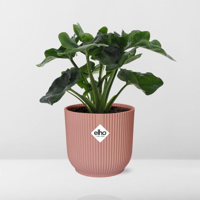 philodendron-atom-in-elho-vibes-fold-14cm-roze