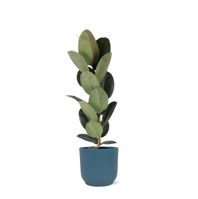 ficus-elastica-robusta-o21cm-↕90cm-in-vibes-blauw-pot