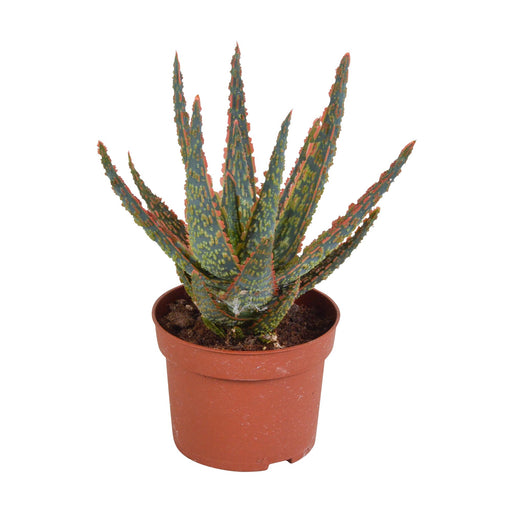 aloe-zebrina-dannyz-10-5cm-zonder-pot