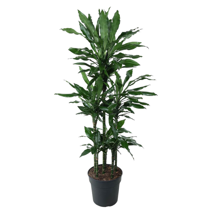 dracaena-janet-lind-carrousel-140-cm-o31