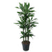 dracaena-janet-lind-carrousel-140-cm-o31