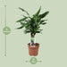 dracaena-fagrans-steudneri-green-55cm-o17cm