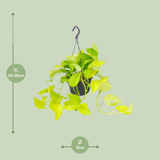 epipremnum-golden-pothos-o15-25cm