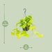 epipremnum-golden-pothos-o15-25cm