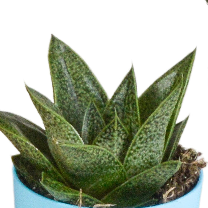 gasteria-haworthia-mix-5-5cm-5x-in-gekleurde-plasticpot