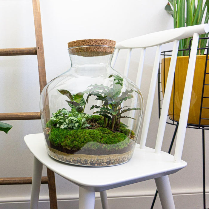 diy-terrarium-fat-joe-↕-30-cm-normal