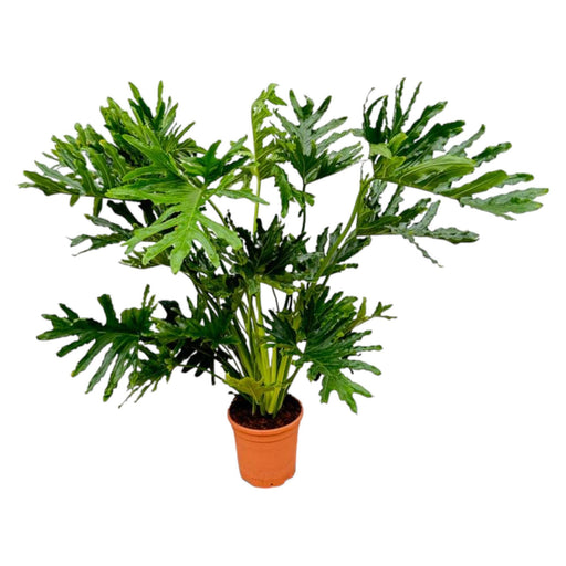 philodendron-selloum-130-cm-o30