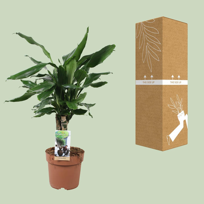 dracaena-fagrans-steudneri-green-55cm-o17cm