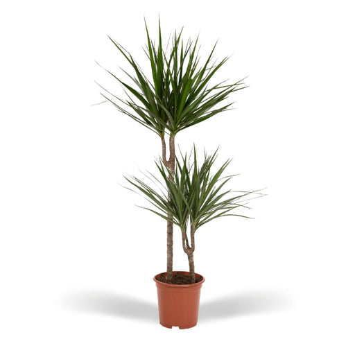 dracaena-marginata-o19cm-↕100cm