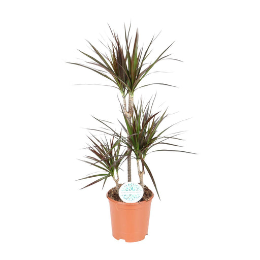 dracaena-magenta-o21cm-↕95cm