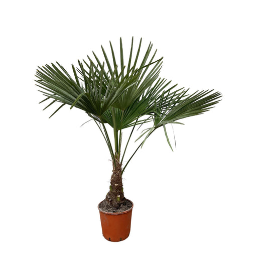 trachycarpus-130cm-o27