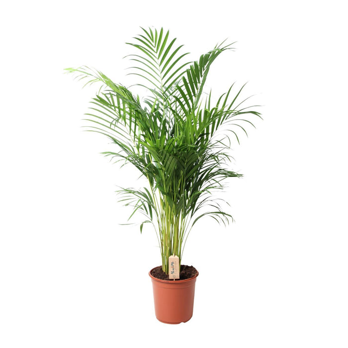 dypsis-lutescens-areca-o24cm-↕110cm