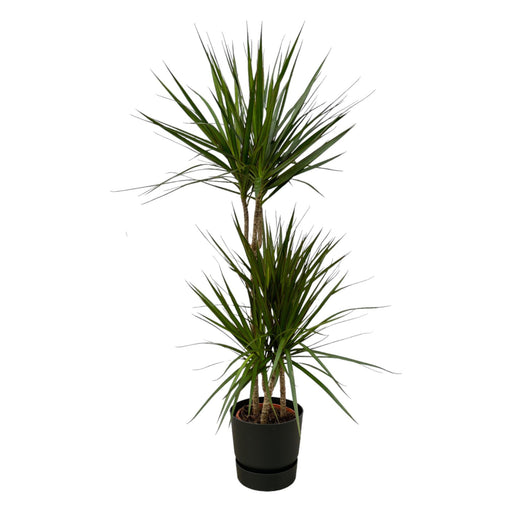 dracaena-marginata-120cm-o21cm-inclusief-elho-greenville-round-zwart-d24xh23