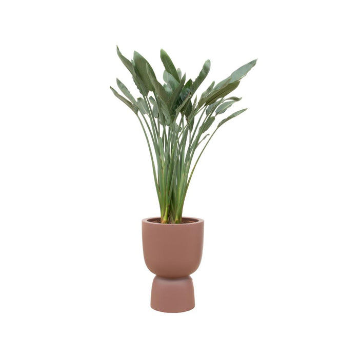 combi-deal-strelitzia-reginae-inclusief-elho-pure-coupe-bruin-o41-190-cm