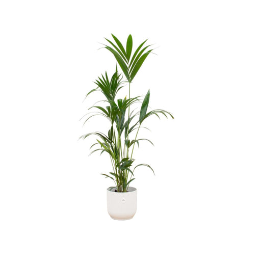 combi-deal-kentia-palm-inclusief-elho-vibes-fold-round-wit-o30-160-cm