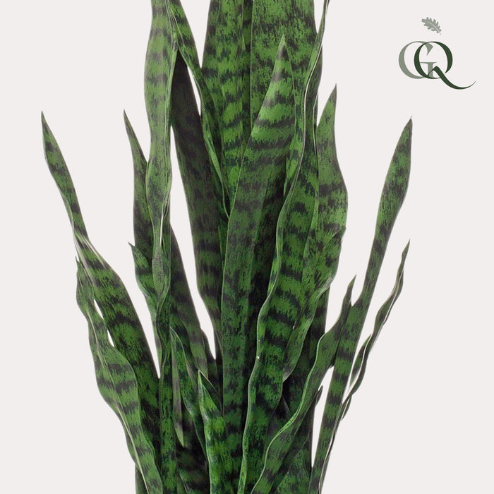 kunstplant-sanseveria-black-coral-vrouwentong-97-cm