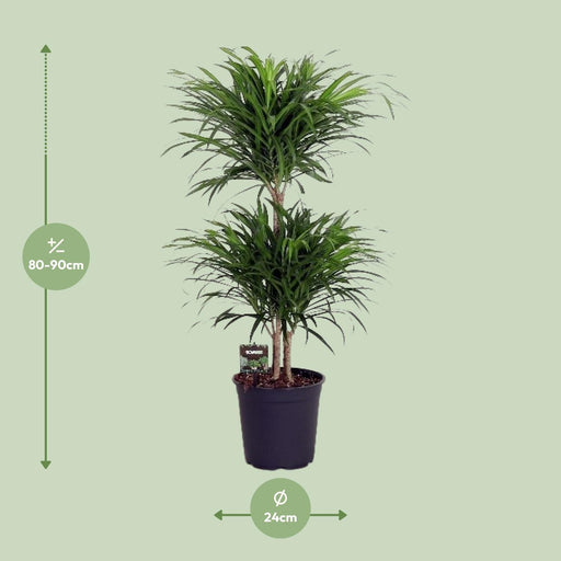 dracaena-reflexa-anita-o24cm-↕90cm