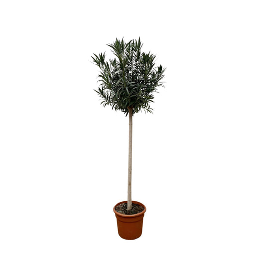 nerium-oleander-op-stam-met-witte-bloem-170cm-o40