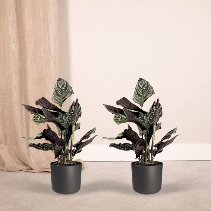 2x-calathea-ornata-pauwenplant-50cm-o14