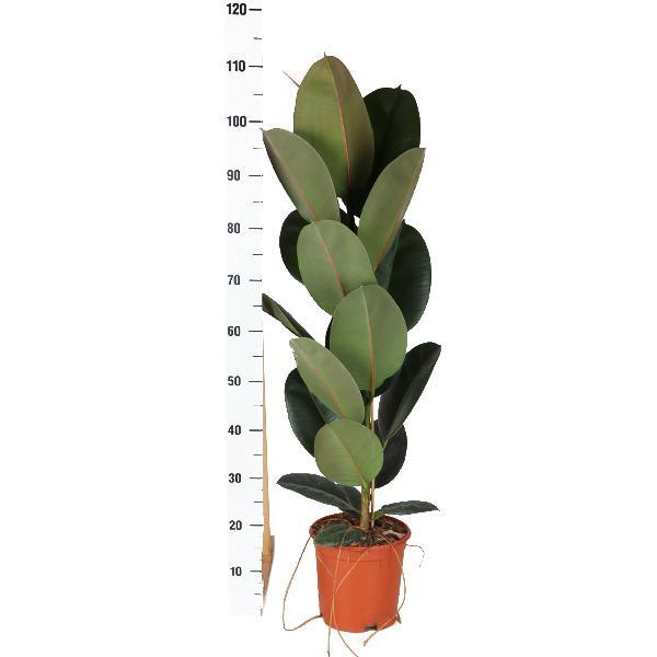 ficus-elastica-robusta-o21cm-↕90cm-in-vibes-roze-pot