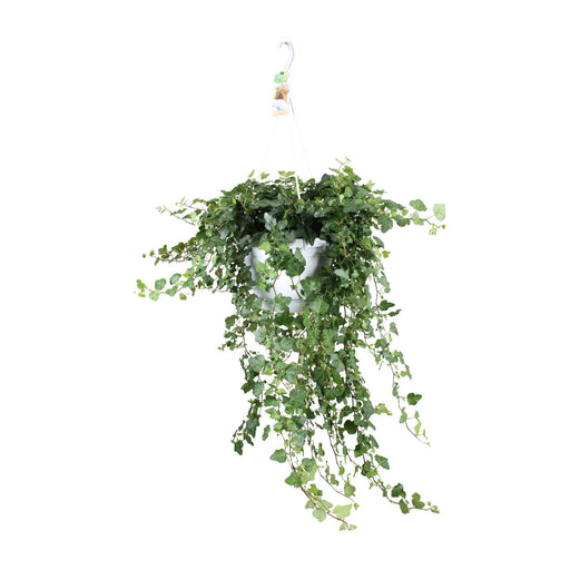 hedera-helix-wonder-o24-70cm