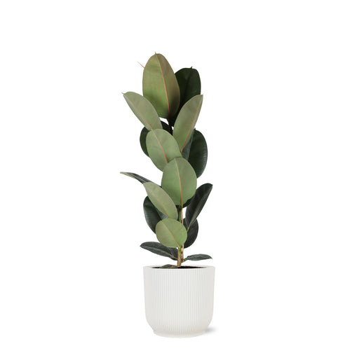 ficus-elastica-robusta-o21cm-↕90cm-in-vibes-wit-pot