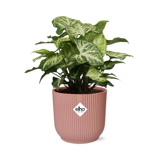 syngonium-arrow-in-elho-vibes-fold-14cm-roze