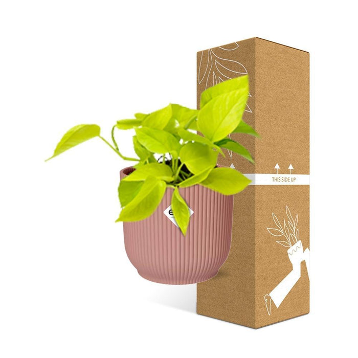 epipremnum-pinnatum-golden-pothos-in-elho-vibes-fold-14cm-roze