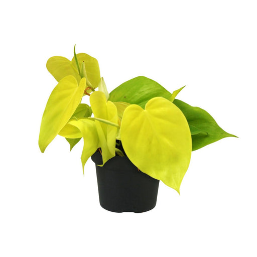 philodendron-lime-o12cm-↕20cm