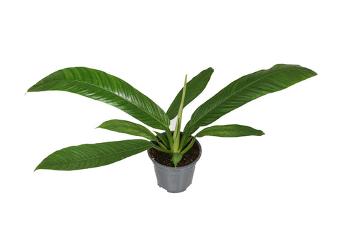 philodendron-campiii-p14-o14cm-↕40cm