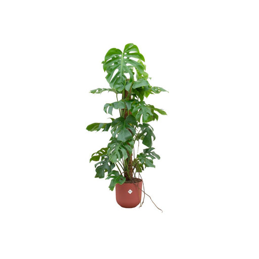 combi-deal-monstera-pertusum-xl-inclusief-elho-jazz-round-rood-o26-120-cm