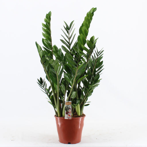 zamioculcas-pot-24-o24cm-↕100cm